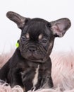 Cute french bulldog small puppy